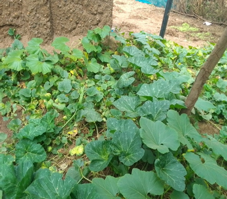Green Kakuma Vegetable Farming (GKVF): Growing Resilience in Kakuma Refugee Camp.